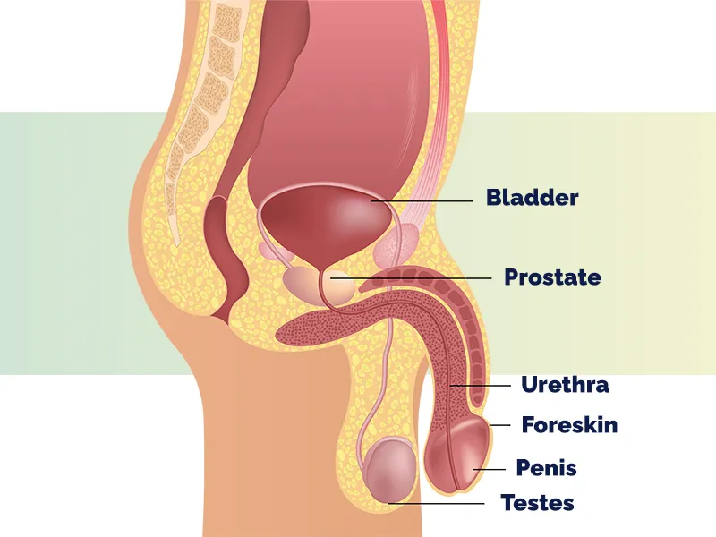 block-where-prostate